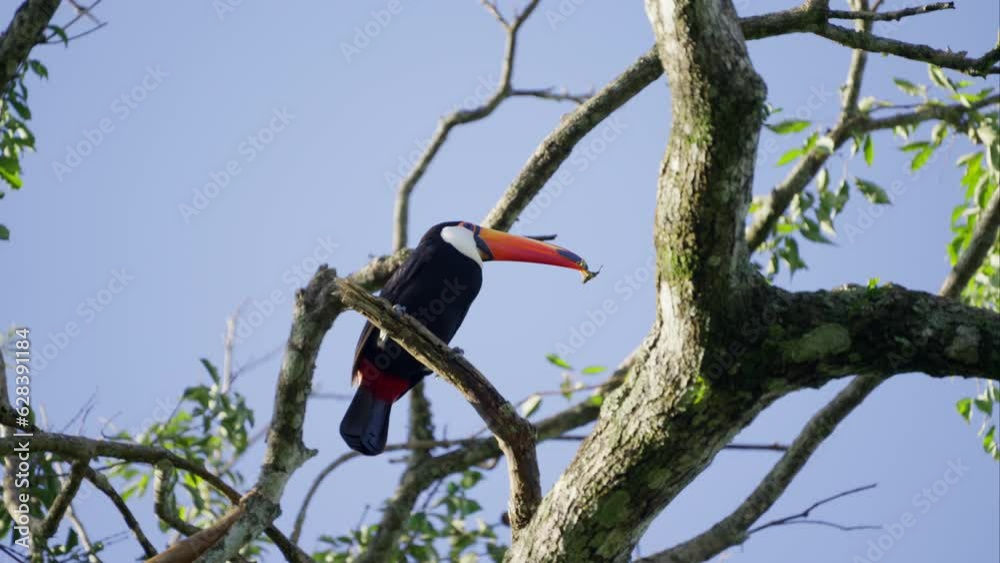 Toucan Feeding On A Tree During Daytime Toucan Feeding On A Tree During Daytime