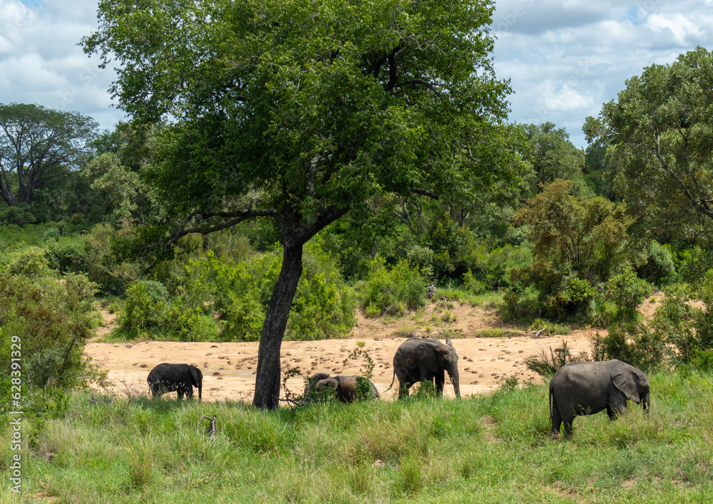 Fototapeta premium Elephants in Kruger National Park in South Africa