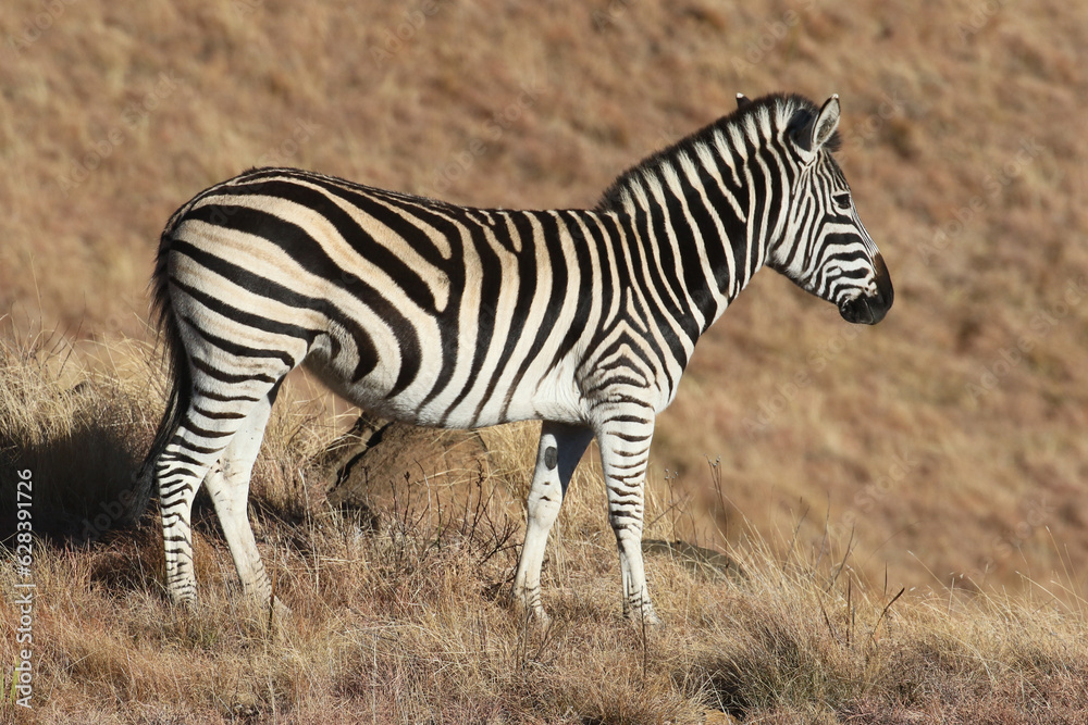 Obraz premium Golden Gate National Park, Free State: Mountain zebra