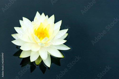 Yellow flowering nymphaeum in the pond.
