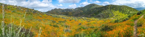 Hiking Flower in Calafornia photo