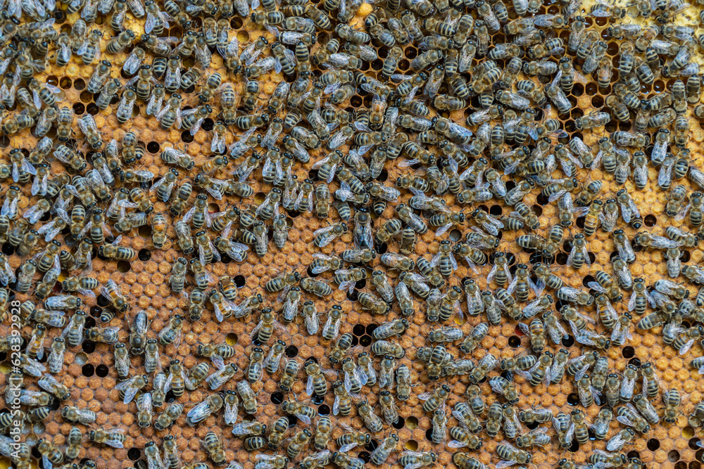 Colony of bees on honeycomb in apiary. Beekeeping in countryside. Wooden frame with honeycombs, closeup Colony of bees on honeycomb in apiary. Beekeeping in countryside. Wooden frame with honeycombs, closeup