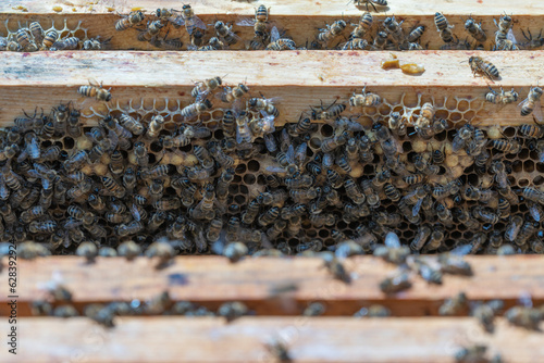 Colony of bees on honeycomb in apiary. Beekeeping in countryside. Wooden frame with honeycombs, closeup