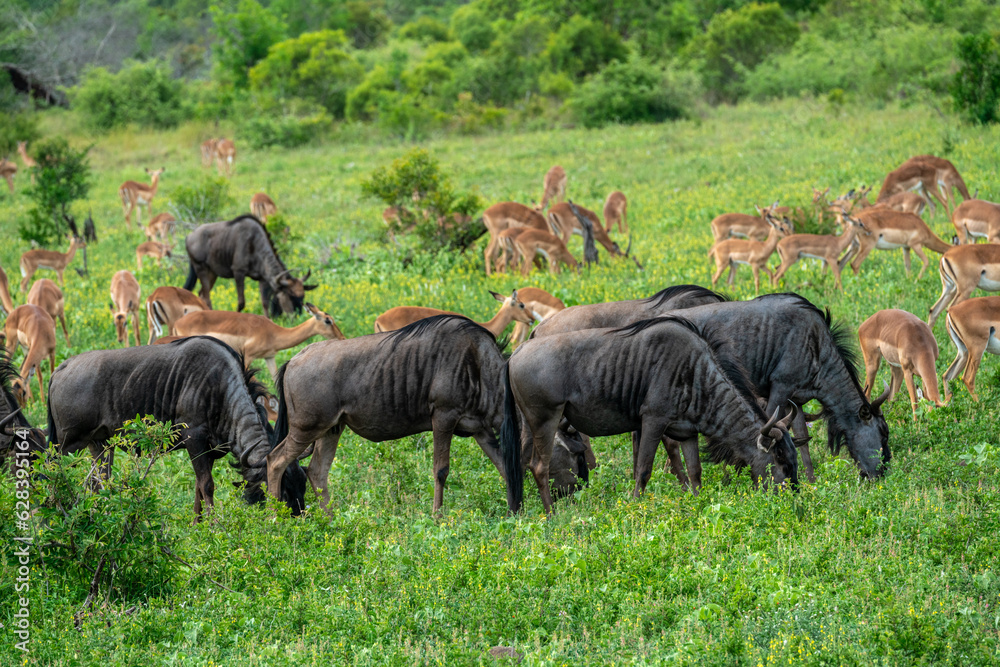 Fototapeta premium Group of Gnu / Wildebeest and Impala feeding on grassland in Kruger National Park in South Africa