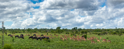 Group of Gnu / Wildebeest and Impala feeding on grassland in Kruger National Park in South Africa