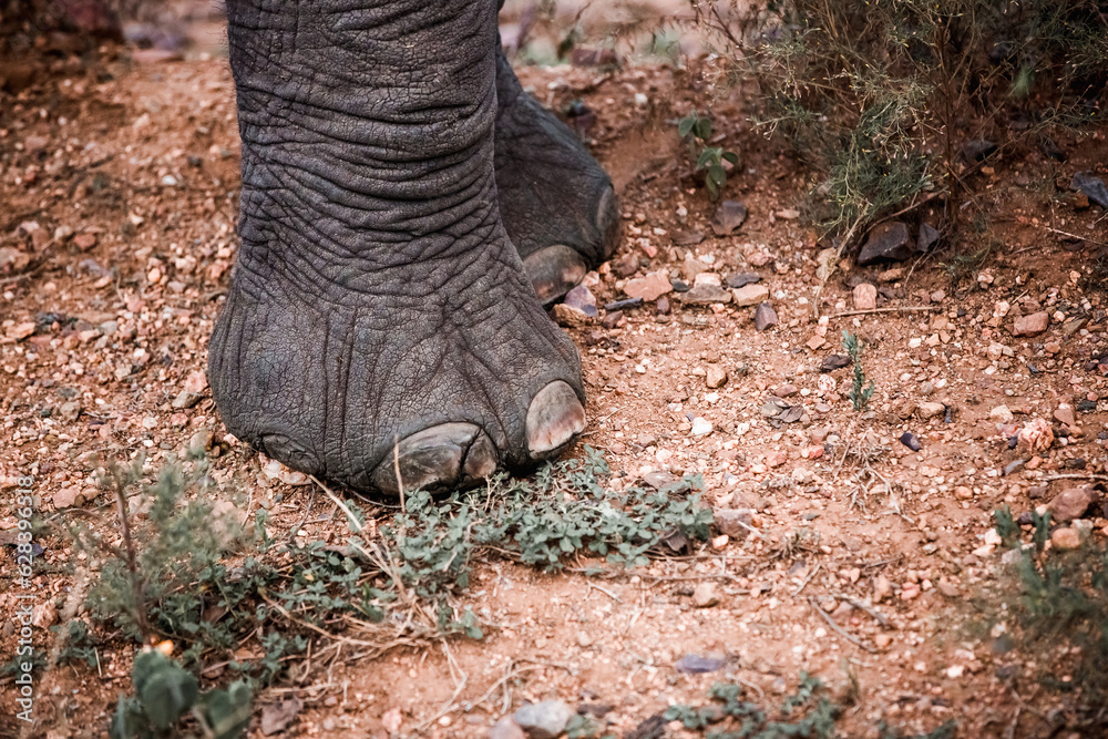 Obraz premium Elefantenfuss