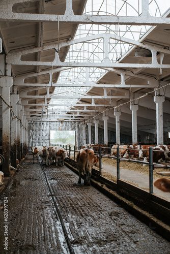 Cows in a dirty stall in a barn, vertical view