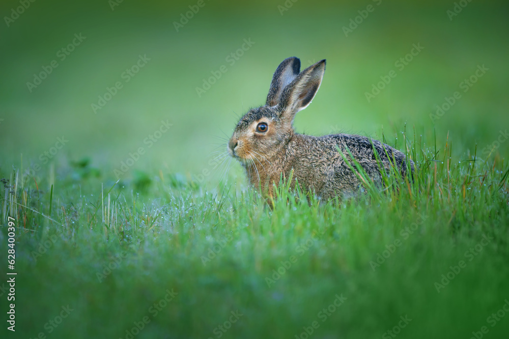 Fototapeta premium The European hare - Lepus europaeus, also known as the brown hare