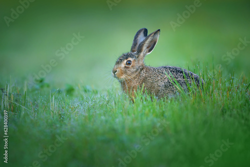 The European hare - Lepus europaeus, also known as the brown hare