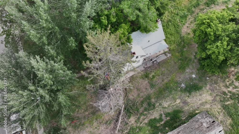 Aerial lumberjack in dead pine tree overhead. Historic home and log building. Man climbs and cuts the dead wood. Old pioneer pine tree died for drought and age. Man fell the tree. Aerial lumberjack in dead pine tree overhead. Historic home and log building. Man climbs and cuts the dead wood. Old pioneer pine tree died for drought and age. Man fell the tree.