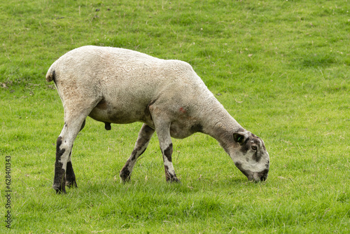 Close up of a Bluefaced Leicester ram in Summer with shorn fleece and grazing on lush green grass.  Facing right.  Horizontal.  Copy space photo
