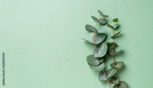 Eucalyptus branch on pastel green background. Flat lay, top view.