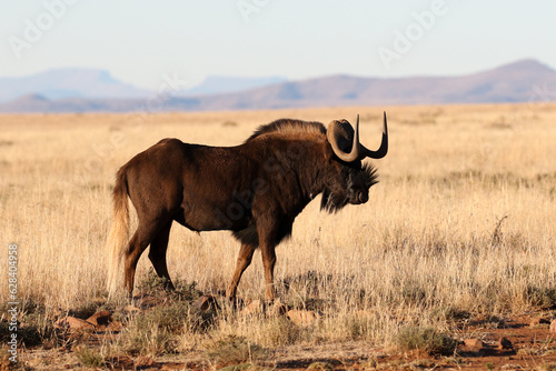 Mountain Zebra National Park  South Africa  Black wildebeest or Gnu