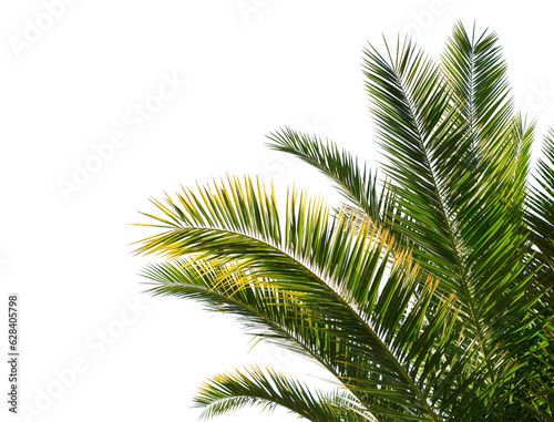  Palm leaves isolated on white background.