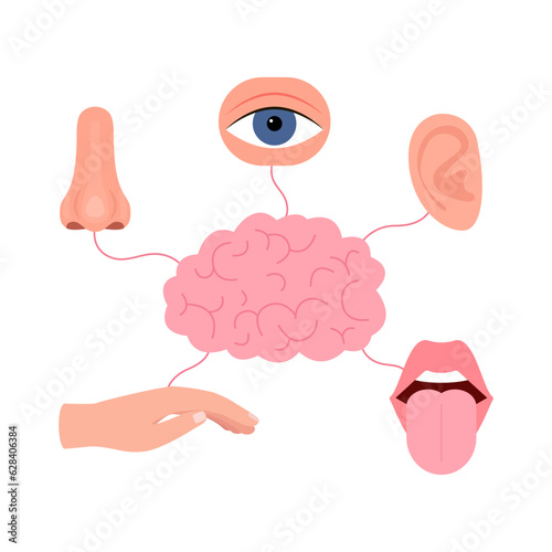 Brain connection with five human senses, hearing, vision, smell, taste, touch. Signal between brain and ear, eye, nose, mouth with tongue, hand. Human sense organs set. Vector