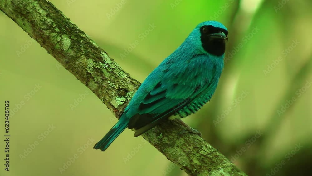 Swallow tanager perched on branch, turns towards camera Swallow tanager perched on branch, turns towards camera