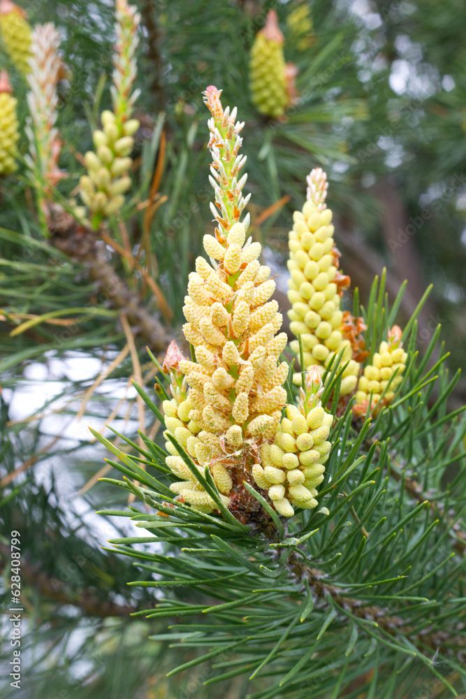 close up view of Yellow Pollen on a new pine blossom.Yellow pine cones from coniferous tree at May in Carpathian mountains Ukraine close up view of Yellow Pollen on a new pine blossom.Yellow pine cones from coniferous tree at May in Carpathian mountains Ukraine