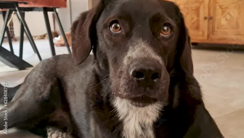 Wallpaper Mural happy black dog on the floor waving its tail to its owner, close up Torontodigital.ca