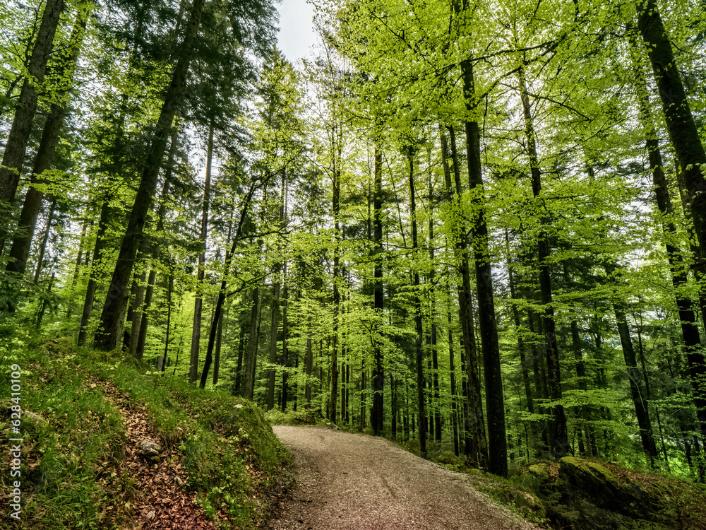 Obraz premium Forest walk though the Bavarian Landscape