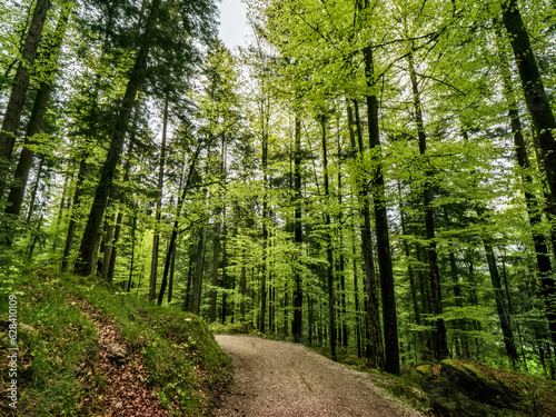 Forest walk though the Bavarian Landscape