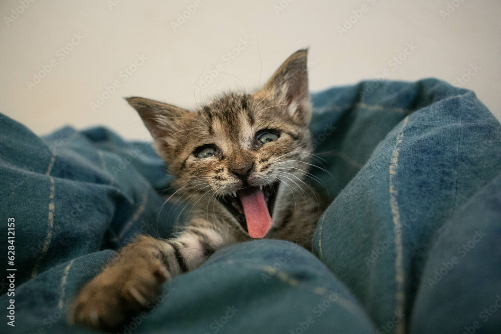 a yawning sweet kitten on a blue cover