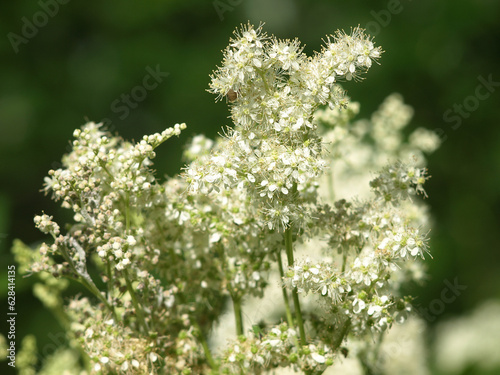 Meadowsweet flowers, also called queen-of-the-meadow and honeysweet, white blooming marsh flowers