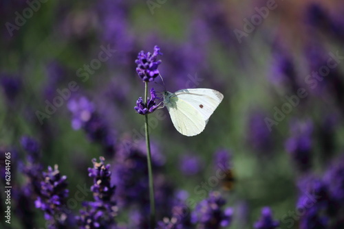 butterfly on lavender © Chris