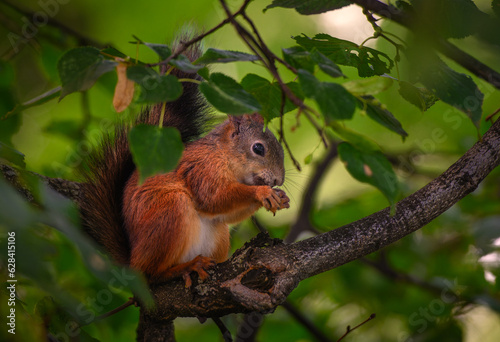 Little cute squirrel sits on a tree