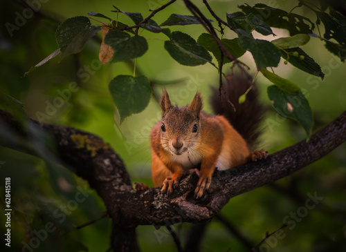 Little cute squirrel sits on a tree