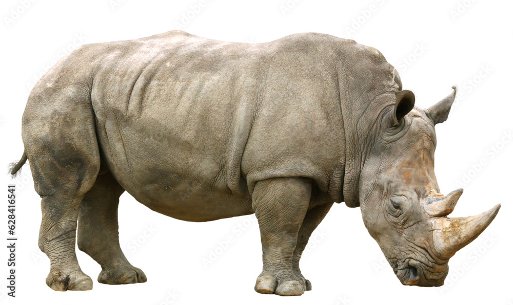 Obraz premium シロサイ