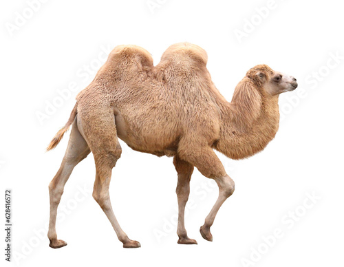 フタコブラクダ