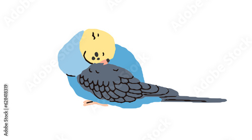 Budgie parrot cleaning, preening feathers. Cute funny budgerigar, exotic tropical bird, parakeet pet in amusing pose during scratching. Flat graphic vector illustration isolated on white background