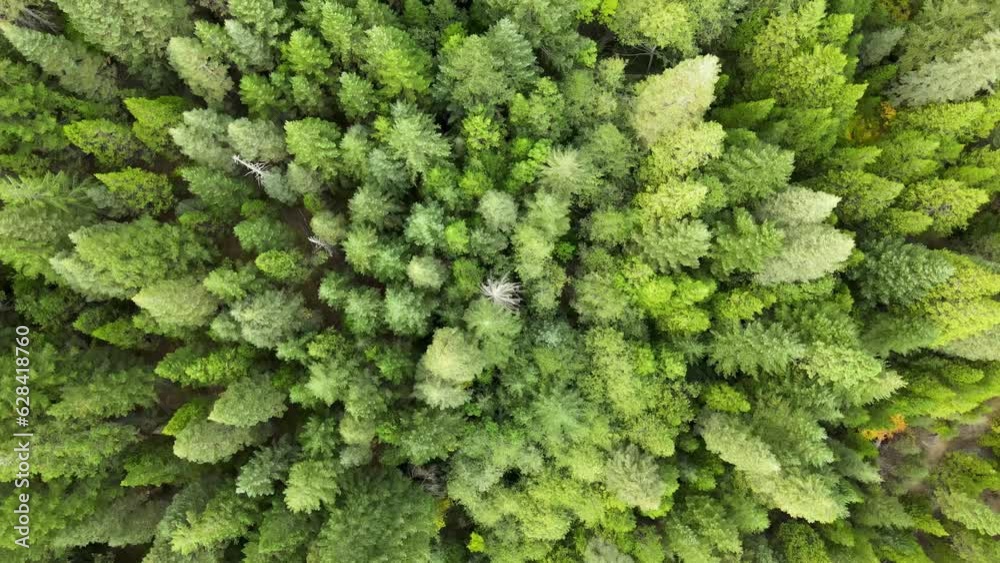Flying over a mountainside pine forest in Northern California