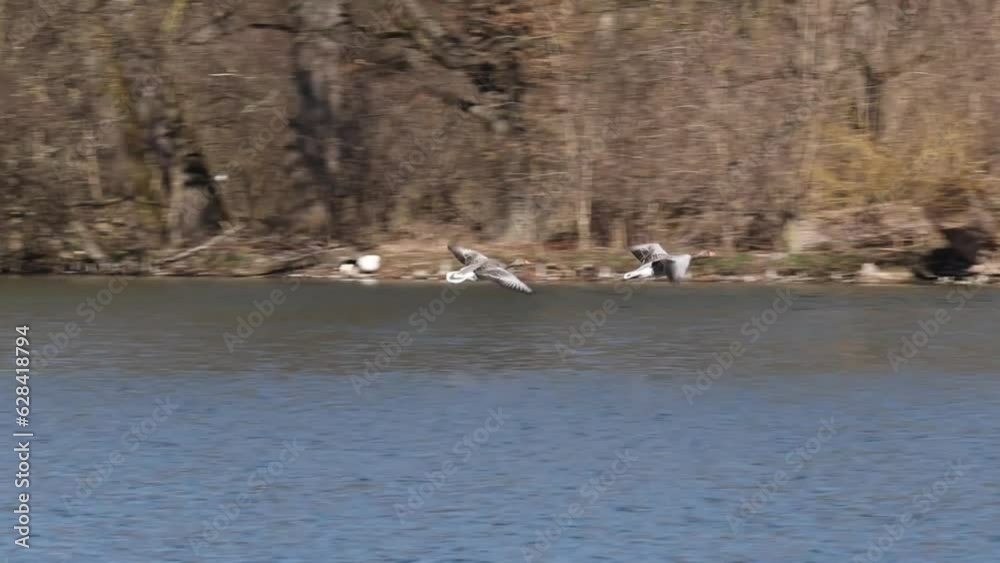 The greylag goose, Anser anser is a species of large goose in the waterfowl family Anatidae and the type species of the genus Anser. Here flying in the air. The greylag goose, Anser anser is a species of large goose in the waterfowl family Anatidae and the type species of the genus Anser. Here flying in the air.