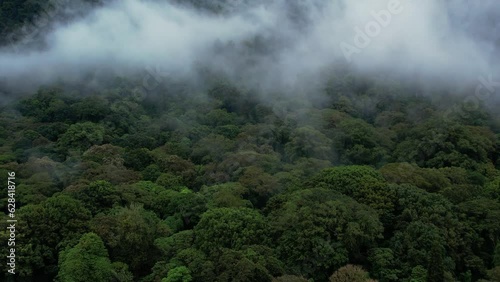 Aerial drone slow motion flying over a tropical, rain forest. Zoom in fog and green trees top view with canopy in evening. Concept of beautiful nature and ecology