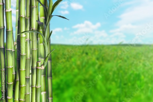 Fototapeta Naklejka Na Ścianę i Meble -  Sugar cane green stalks on plantation background.