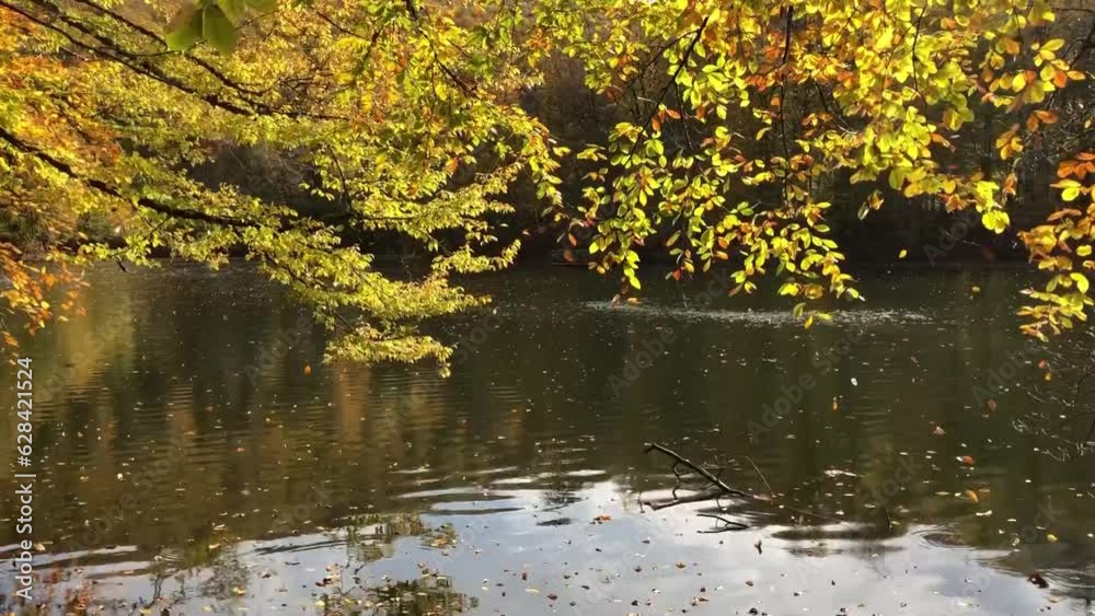 Autumn forest landscape reflection on the water with wooden pier - Autumn landscape in (seven lakes) Yedigoller Park Bolu, Turkey Autumn forest landscape reflection on the water with wooden pier - Autumn landscape in (seven lakes) Yedigoller Park Bolu, Turkey