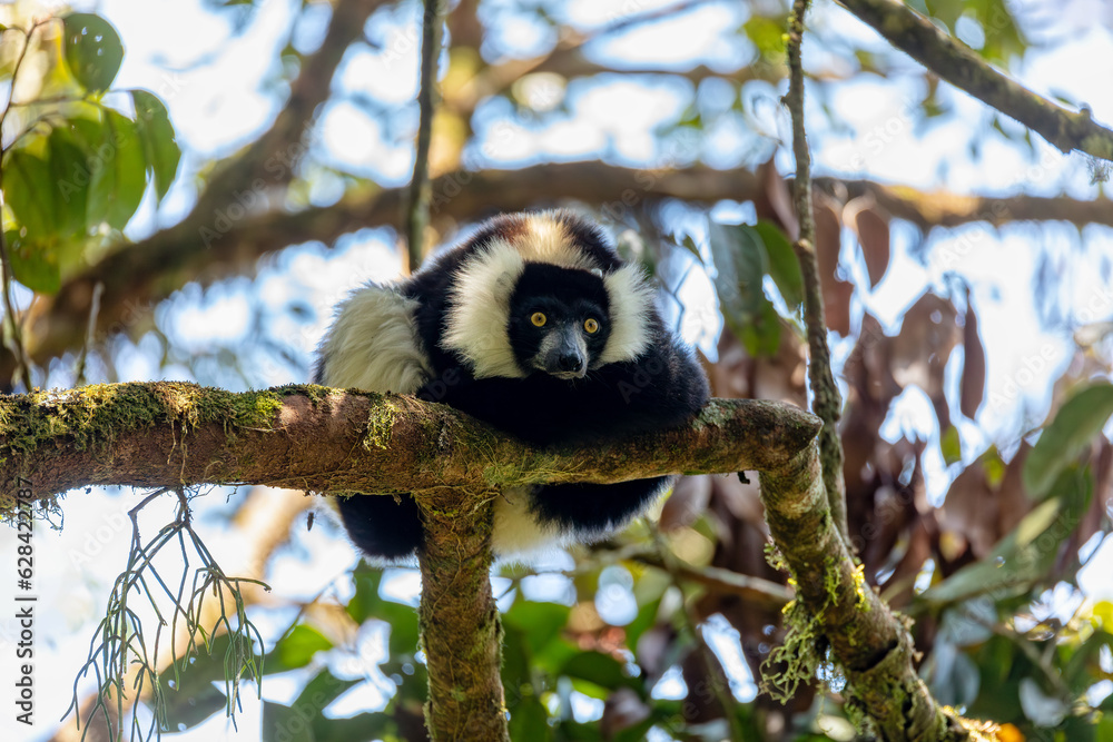 Obraz premium Endemic Black-and-white ruffed lemur (Varecia variegata subcincta), endangered species of ruffed lemur hanged on treetop in natural habitat. Ranomafana National Park. Madagascar wildlife animal.