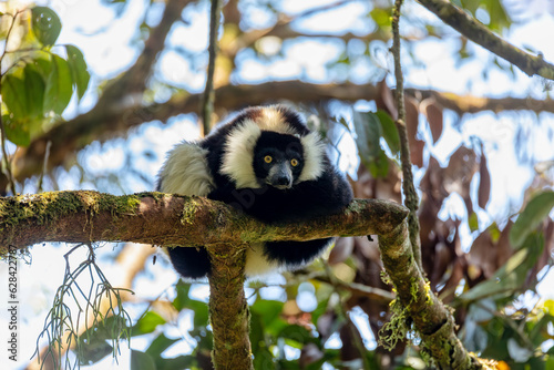 Endemic Black-and-white ruffed lemur (Varecia variegata subcincta), endangered species of ruffed lemur hanged on treetop in natural habitat. Ranomafana National Park. Madagascar wildlife animal.