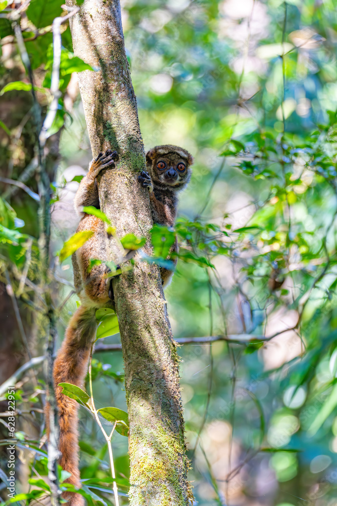 Fototapeta premium Avahi, Peyrieras' Woolly Lemur (Avahi peyrierasi), Endangered endemic animal on tree. Ranomafana National Park. Madagascar wildlife animal.