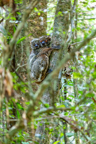 Avahi, Peyrieras' Woolly Lemur (Avahi peyrierasi), Endangered endemic animal on tree, mother with baby on back. Ranomafana National Park. Madagascar wildlife animal. photo