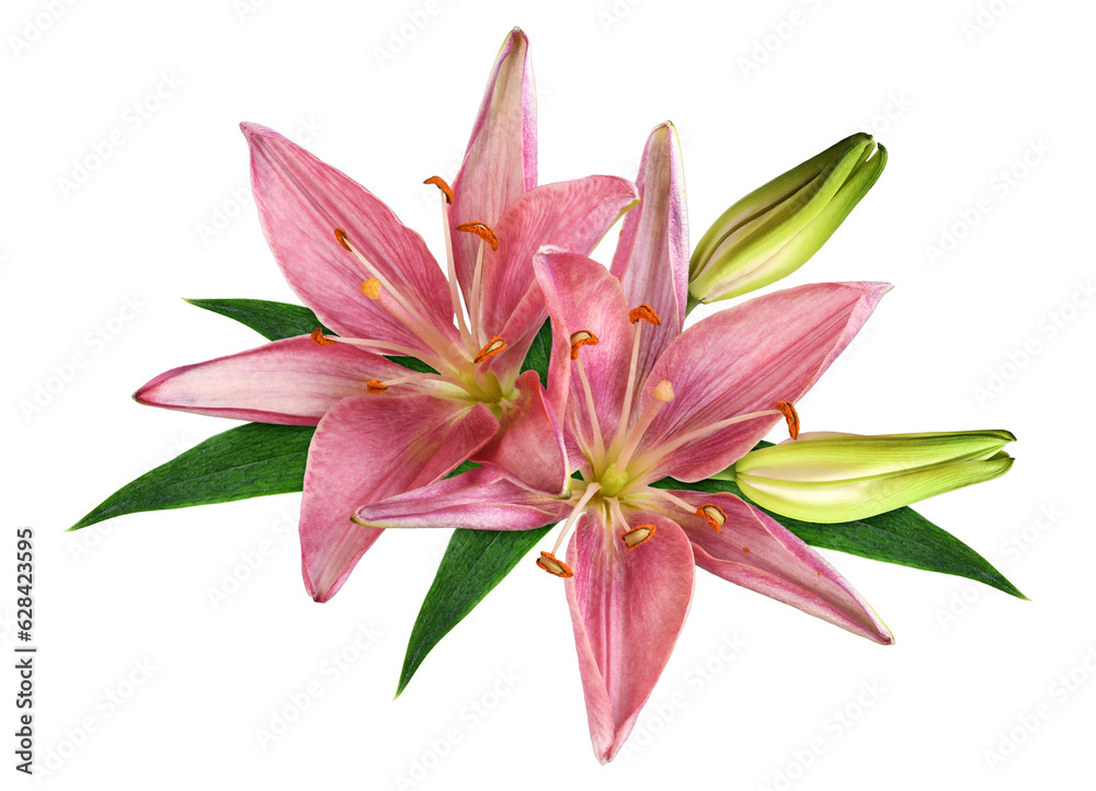 Two coral lily flowers, buds and green leaves in a floral arrangement isolated on white or transparent background