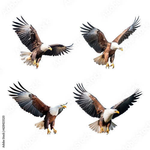 eagle in flight isolated © PNG River Gfx