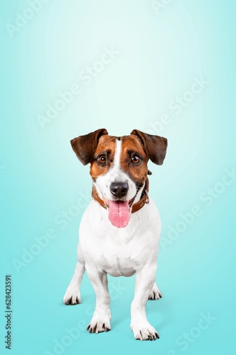 Beautiful happy young dog posing