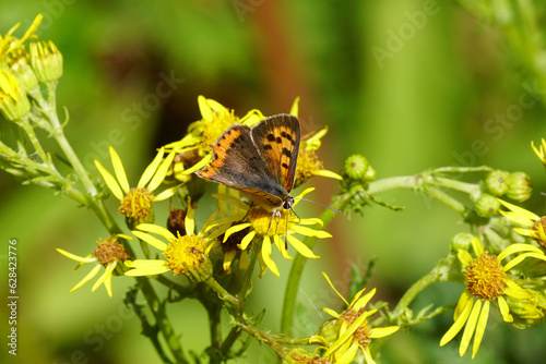 Small copper, American copper or common copper (Lycaena phlaeas), family Lycaenidae on the flowers of ragwort (Senecio jacobaea), family Asteraceae or Compositae. Summer in a Dutch garden. July