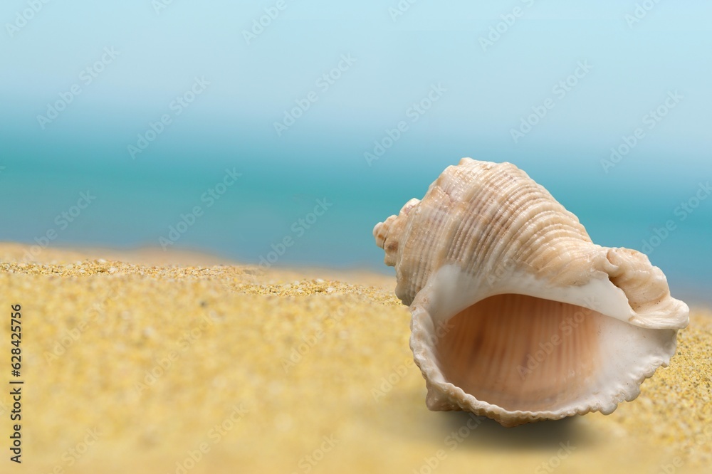 Beautiful seashells on the sand beach at sea Beautiful seashells on the sand beach at sea
