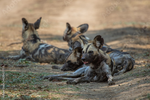 Four African wild dogs rest in the shade of a tree on the road