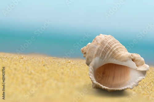 Beautiful seashells on the sand beach at sea