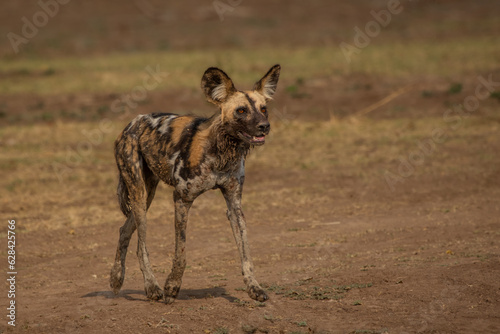 Photography African wild dog poses