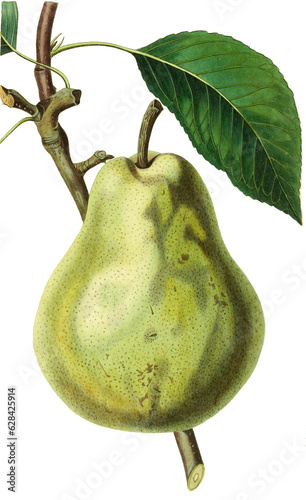 Birne, Birnensorte, Duchesse d'Angouleme pear is an heirloom variety of Pyrus communis, originally from France 
